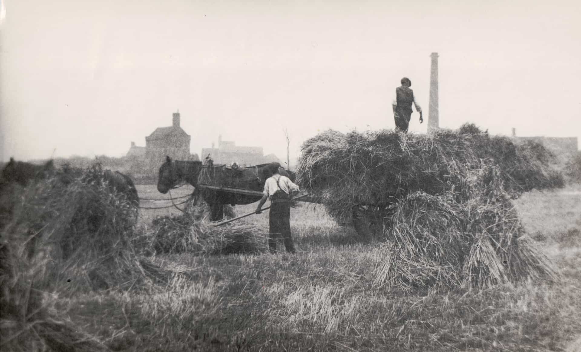 Wheat field, Lion Farm. Probably taken 1930s